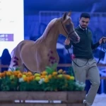مهرجان الشرقية الدولي للخيل العربية ينطلق في الأحساء