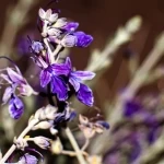 تنوع الغطاء النباتي في منطقة الحدود الشمالية يعزز ازدهار النحل ويدعم البيئة