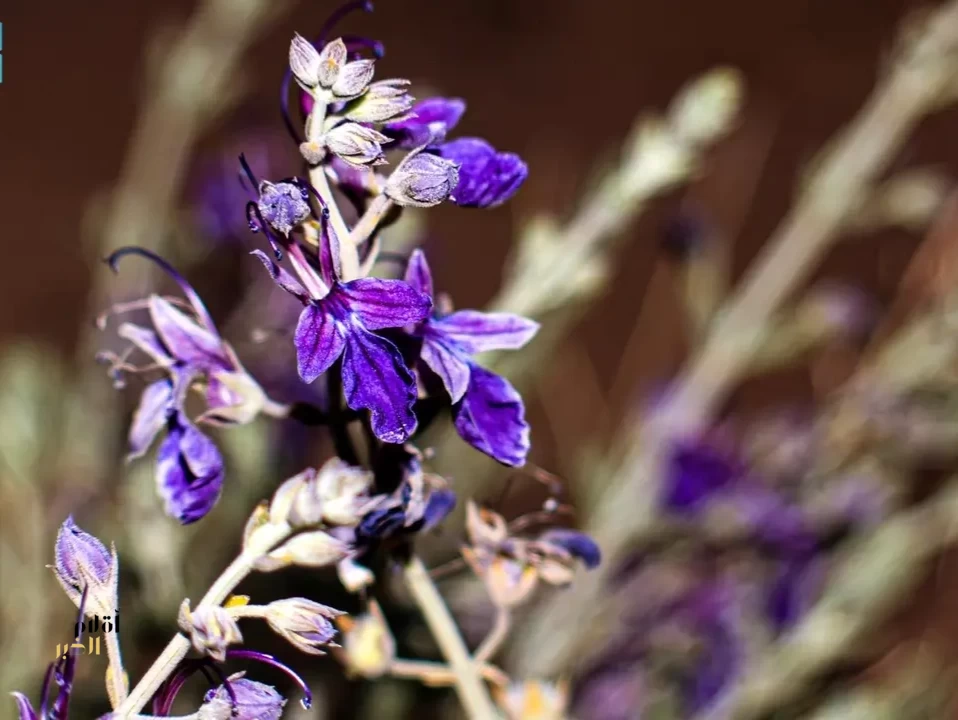 تنوع الغطاء النباتي في منطقة الحدود الشمالية يعزز ازدهار النحل ويدعم البيئة