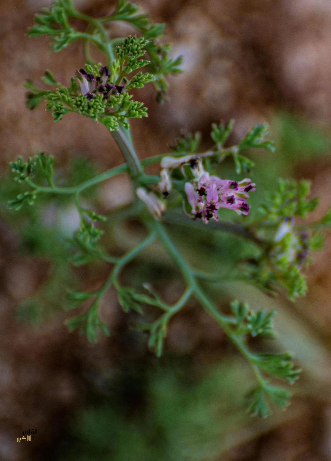 نبات "حميرا" في الحدود الشمالية.. حضور موسمي ضمن تنوع الغطاء النباتي