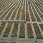 إعادة تأهيل أول مليون هكتار من أراضي الغطاء النباتي