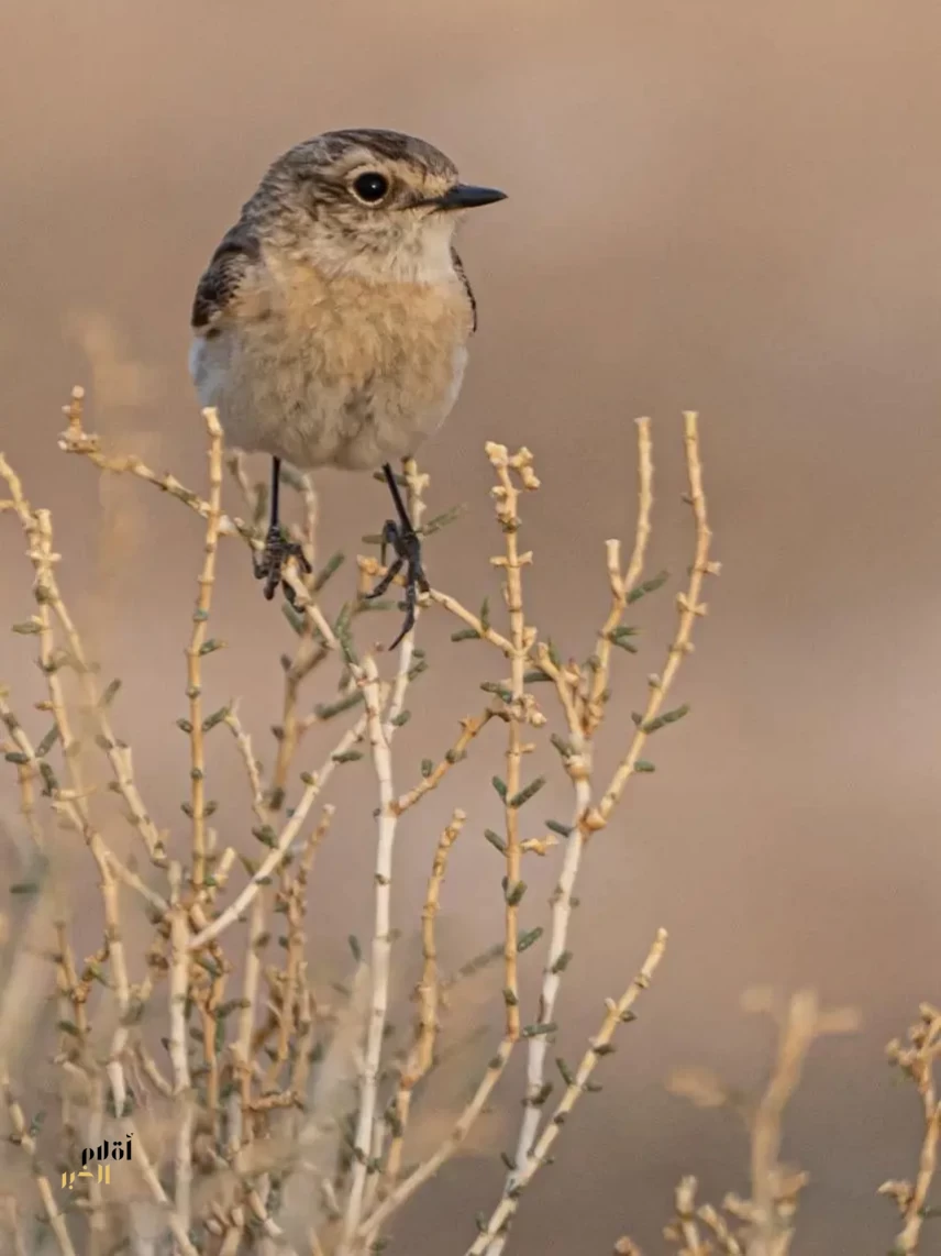 رصد طائر "القليعي السيبيري" ضمن مسارات الهجرة في الحدود الشمالية