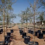 العُلا تنتج مليون شتلة محلية لاستعادة وحماية التنوع الحيوي في المحميات الطبيعية