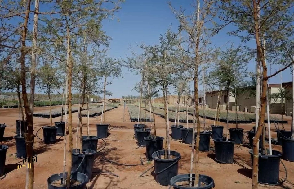 العُلا تنتج مليون شتلة محلية لاستعادة وحماية التنوع الحيوي في المحميات الطبيعية