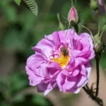 ماء الورد الطائفي نتاج عمليات القطف والتقطير