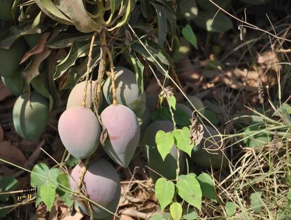 توسّع رقمي يعزز وصول فاكهة المانجو من جازان إلى مدن المملكة