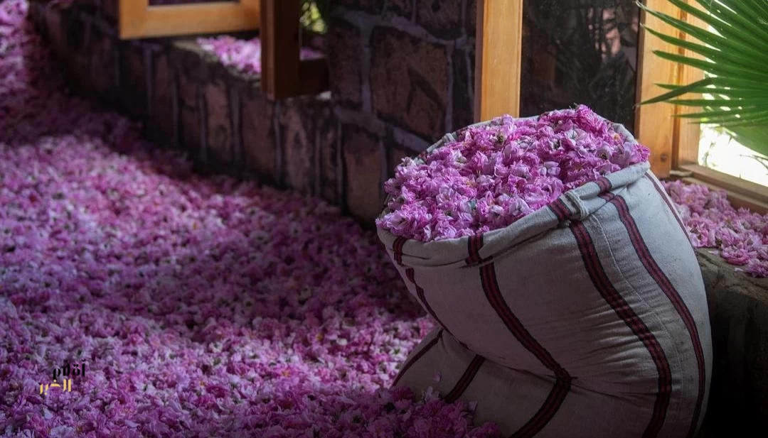 مزارع الورد الطائفي تشهد وفرة في المحصول الموسمي