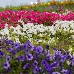 "مهرجان الزهور" وجهة سياحية تثري الإبداع وتعزّز جودة الحياة في ينبع الصناعية