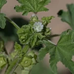 في الربيع.. الخبيز يضفي جمالًا على براري الحدود الشمالية