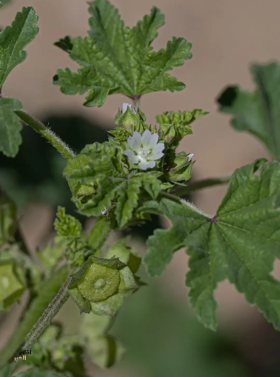 في الربيع.. الخبيز يضفي جمالًا على براري الحدود الشمالية