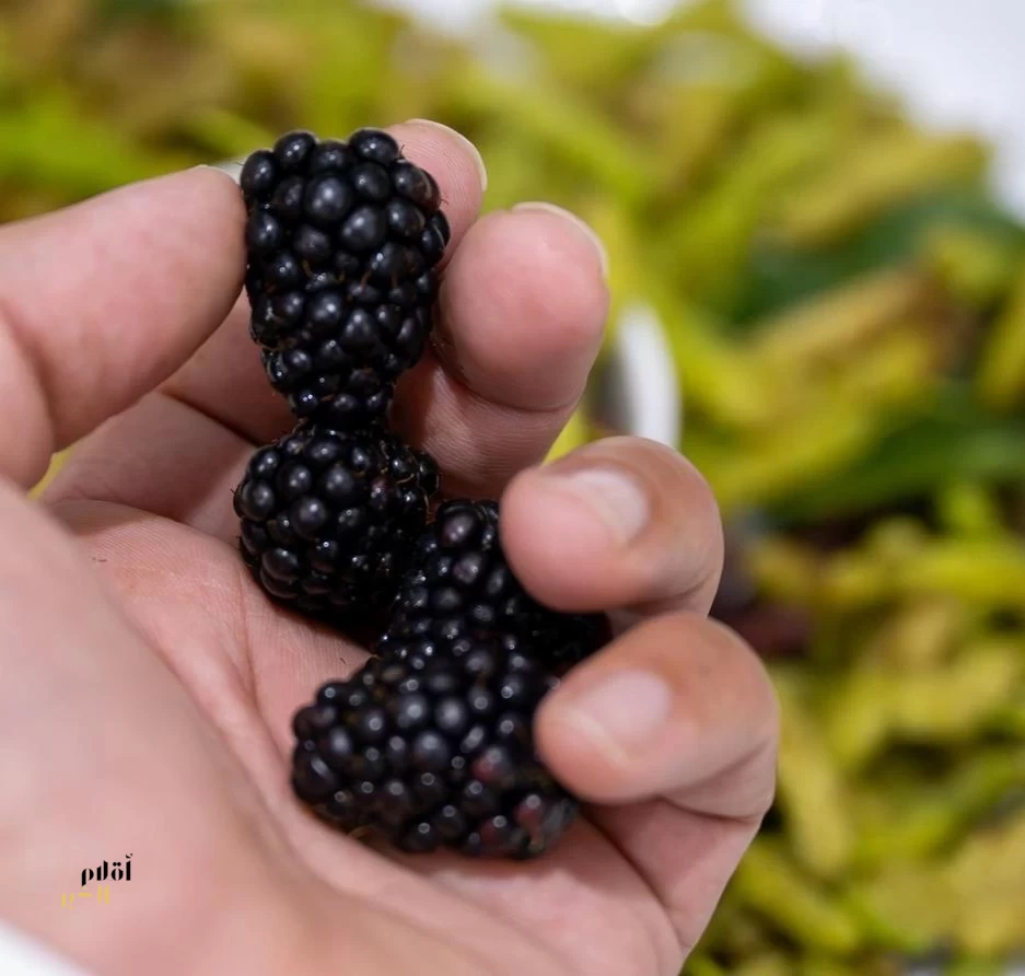 منطقة القصيم تشهد تحولًا في زراعة التوت ودورها في الأمن الغذائي