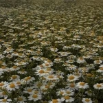 25 مليون م² من الوجهات الطبيعية الخضراء في قلب الحدود الشمالية