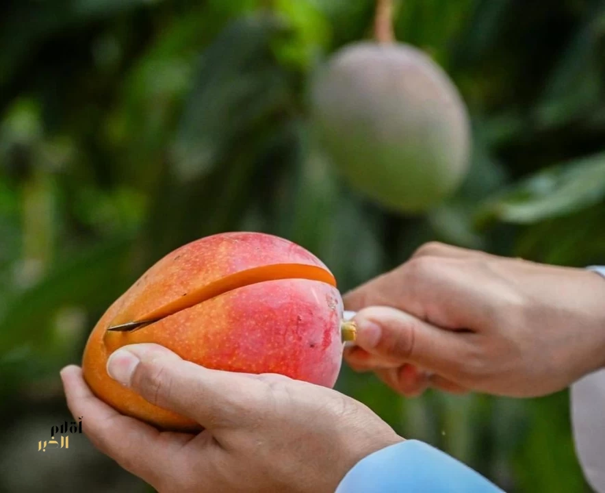 113 هكتارًا من المزارع في الباحة تنتج ما يتجاوز 1500 طن سنويًا من فاكهة