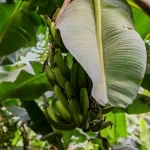 مزارع الموز في الباحة.. منتج زراعي يعكس تنوع البيئة والإنتاج الزراعي