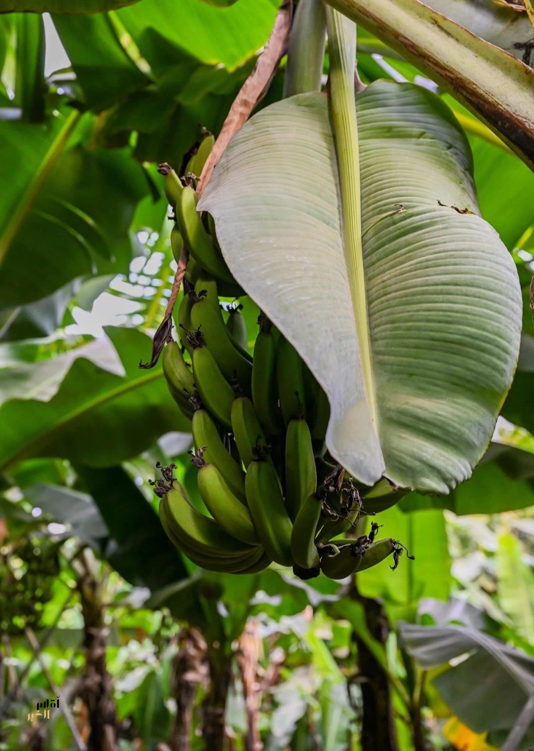 مزارع الموز في الباحة.. منتج زراعي يعكس تنوع البيئة والإنتاج الزراعي