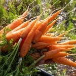 مزارع الجوف تتوسع في زراعة الجزر.. والأهالي يعززون تنوع الإنتاج الزراعي