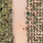 مشتل وبنك بذور العُلا يعزّزان الاستعادة البيئية بأكثر من 500 نوع نباتي