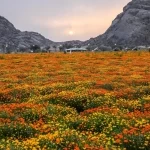 محمية توارن البرية بحائل.. تنوع طبيعي وإرث تاريخي يعززان سياحة المنطقة