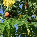 زراعة البابايا في جازان.. محصول استوائي واعد يعزّز التنوع الزراعي ويدعم الاقتصاد المحلي