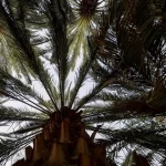 واحات شرق مكة المكرمة.. تاريخ متجذر وثراء طبيعي تصوغه المياه بين الحرّات