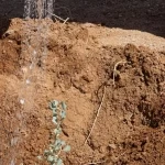 الغطاء النباتي ينفّذ مبادرة تشجير في مسيج العويصي بالحدود الشمالية