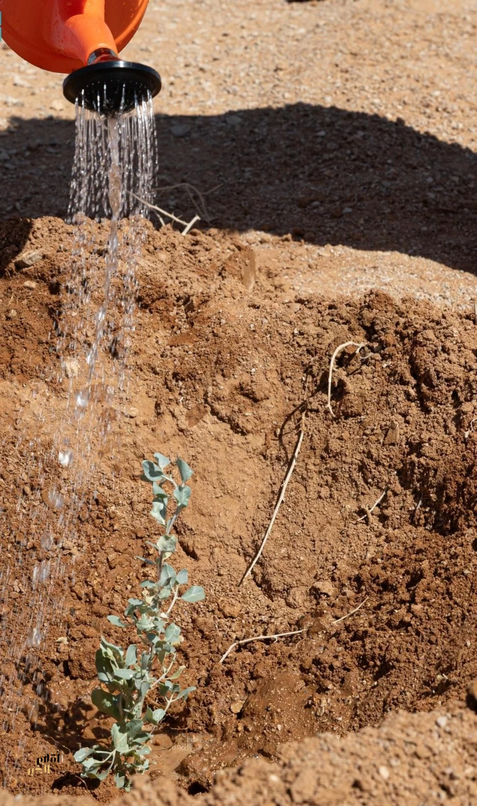 الغطاء النباتي ينفّذ مبادرة تشجير في مسيج العويصي بالحدود الشمالية