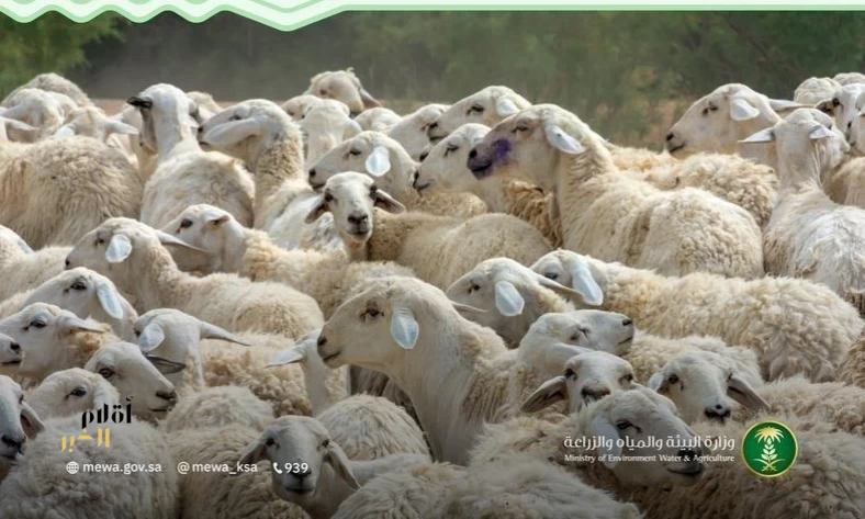 "البيئة": دراسة علمية جديدة تعزز إنتاجية المجترات الصغيرة وتدعم الأمن الغذائي في المملكة