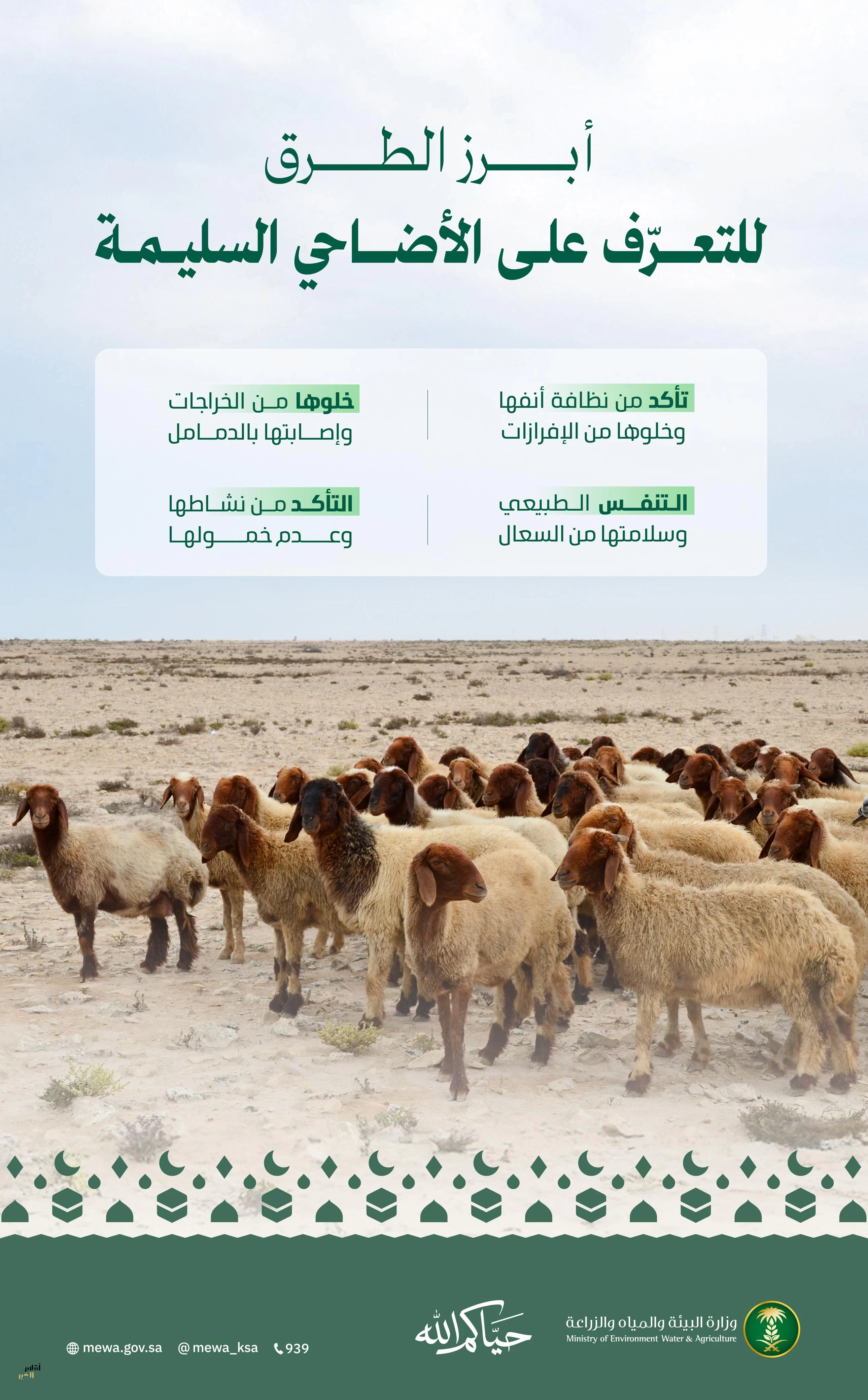 "البيئة": مراعاة الإرشادات الصحية والبيطرية لاختيار الأضاحي يُعزّز جودة لحومها ويحمي الصحة العامة