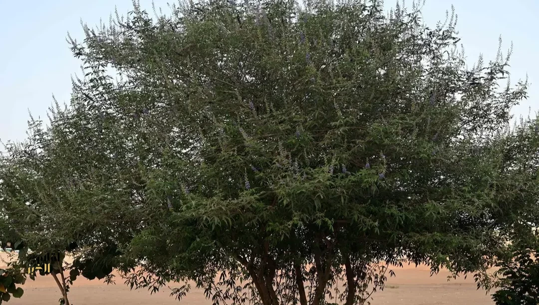 شجرة "كف مريم" تُزيِّن المشهد الطبيعي في جازان وتعزز جاذبية السياحة البيئية