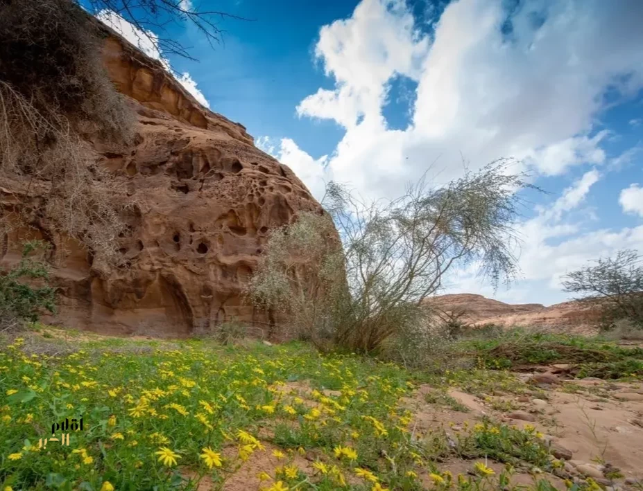 العُلا ترسم نموذجًا عالميًا لاستعادة النظم البيئية ورفع الغطاء النباتي