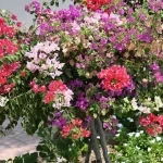 الجهنمية.. أشجار تزين الوجهات السياحية وترسم ملامح الجمال الطبيعي بجازان