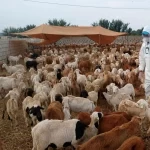 "وقاء" يؤكد أهمية الوقاية والوعي في تعزيز السلامة والصحة العامة