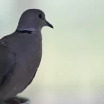 القمري المطوق يعكس ثراء التنوع الأحيائي في جازان