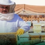 "ريف السعودية" يُعلن اكتمال إنشاء 11 مشروعًا تنمويًا لدعم وتطوير قطاع العسل وتربية النحل بأكثر من 70 مليون ريال