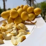 تجفيف تمر البرحي.. خبرة زراعية متوارثة لحفظ المحصول