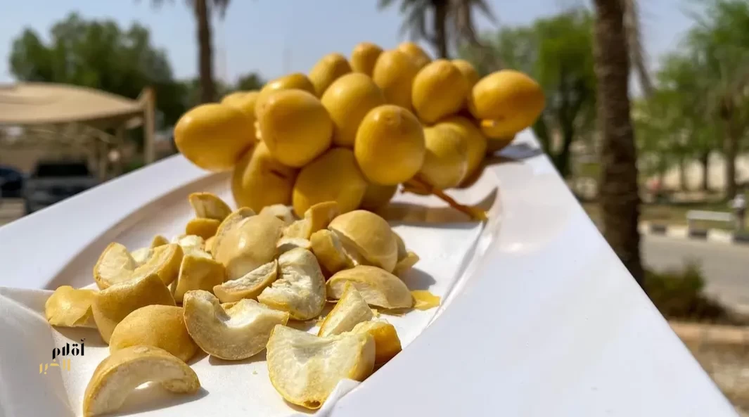 تجفيف تمر البرحي.. خبرة زراعية متوارثة لحفظ المحصول