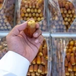 كرنفال بريدة للتمور.. رحلة اقتصادية تبدأ من النخلة وتمتد إلى الأسواق