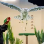 معرض الصقور والصيد السعودي الدولي.. من 120 ألف زائر في عامه الأول إلى 700 ألف في آخر نسخة