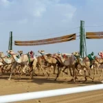 الهجن السعودية تتصدر مهرجان ولي العهد بـ(131) شوطًا قبل الختام