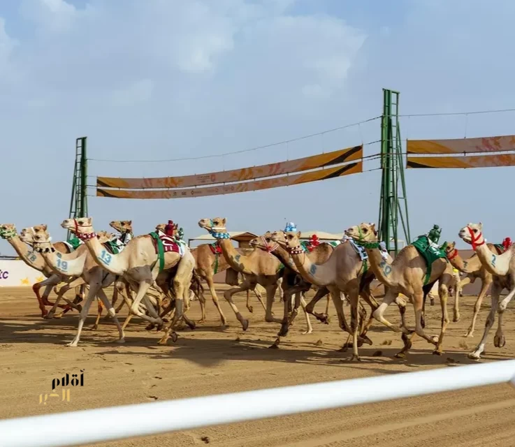 الهجن السعودية تتصدر مهرجان ولي العهد بـ(131) شوطًا قبل الختام