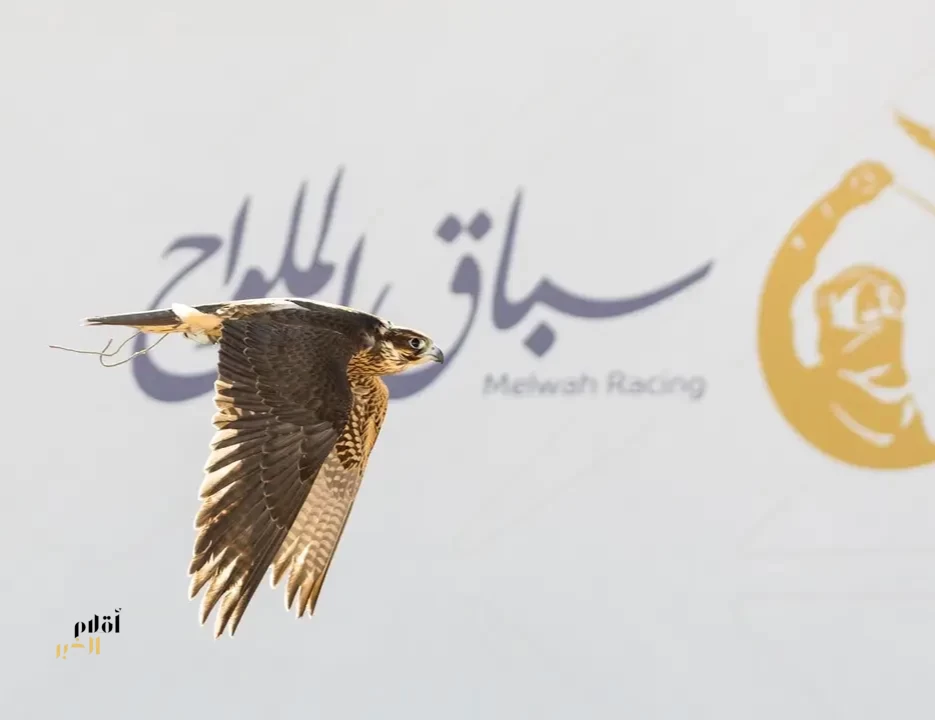 سباق الملواح يتوسع إلى 12 شوطًا في معرض الصقور والصيد السعودي الدولي 2026