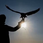 الحدود الشمالية تستعد لموسم المقناص والحماد تستقطب القناصة من المملكة والخليج