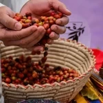أكثر من 600 ألف شتلة بُن تعزز مكانة الباحة في زراعة القهوة السعودية