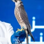 بيع صقر المويلح بـ(211) ألف ريال في تاسع ليالي مزاد المركز الوطني للصقور 2026