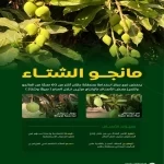 استدامة تبرز أصناف مانجو تنتج خلال موسمي الشتاء والصيف ضمن أبحاثها العلمية بجازان