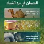 "البيئة" تدعو لتعزيز سلوكيات الرفق بالحيوانات والاعتناء بها أثناء الأمطار والأجواء الباردة