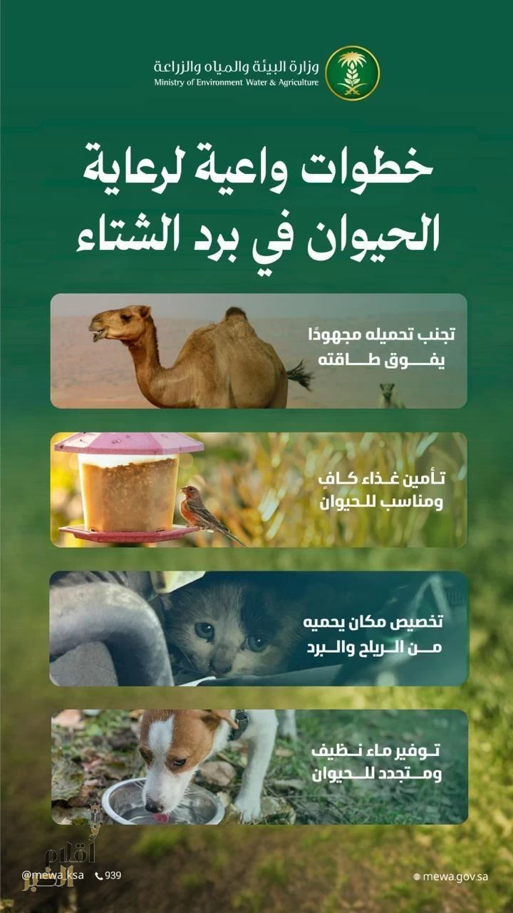 "البيئة" تدعو لتعزيز سلوكيات الرفق بالحيوانات والاعتناء بها أثناء الأمطار والأجواء الباردة