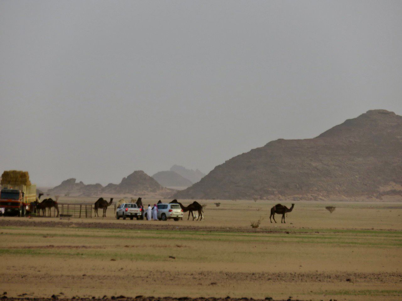 صحاري بني سنامة في وادي الدواسر تكتسي بالأخضر