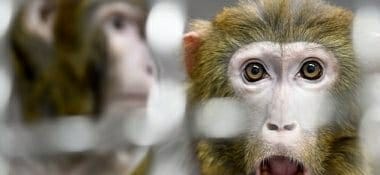 رصد أول إصابة بفيروس “جدرى القرود” فى بريطانيا