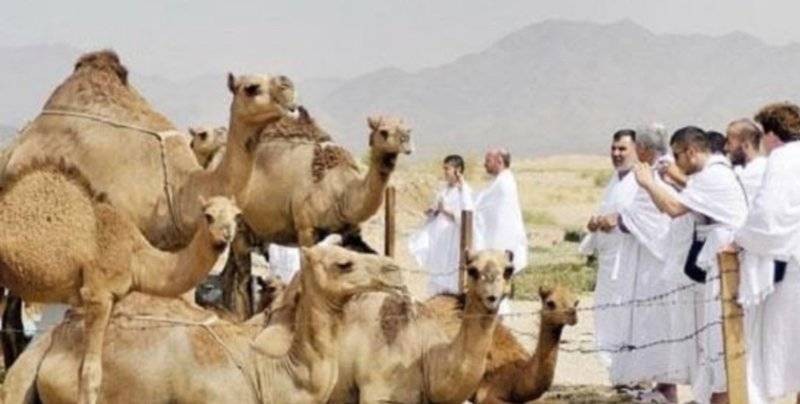 "البيئة" تبدأ بتطبيق منع دخول الإبل إلى المشاعر المقدسة خلال موسم الحج